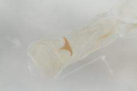   M. impluviatus  genitalia sclerite
